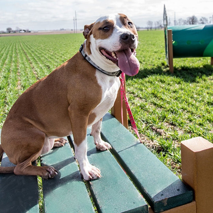 Recycled Grooming Table
